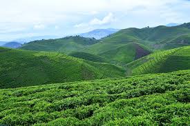 Tea Plantations